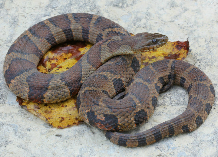Midland Water Snake